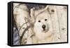 Samoyed in Snow, Ledyard, Connecticut, USA-Lynn M^ Stone-Framed Stretched Canvas