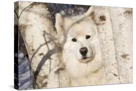 Samoyed in Snow, Ledyard, Connecticut, USA-Lynn M^ Stone-Stretched Canvas