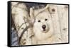 Samoyed in Snow, Ledyard, Connecticut, USA-Lynn M^ Stone-Framed Stretched Canvas