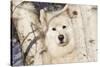 Samoyed in Snow, Ledyard, Connecticut, USA-Lynn M^ Stone-Stretched Canvas
