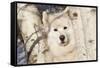 Samoyed in Snow, Ledyard, Connecticut, USA-Lynn M^ Stone-Framed Stretched Canvas