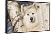 Samoyed in Snow, Ledyard, Connecticut, USA-Lynn M^ Stone-Framed Stretched Canvas