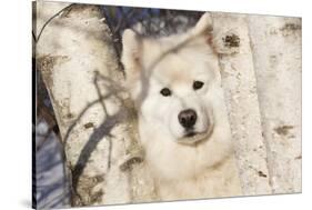 Samoyed in Snow, Ledyard, Connecticut, USA-Lynn M^ Stone-Stretched Canvas