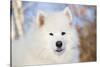 Samoyed in Snow, Ledyard, Connecticut, USA-Lynn M^ Stone-Stretched Canvas