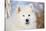 Samoyed in Snow, Ledyard, Connecticut, USA-Lynn M^ Stone-Stretched Canvas