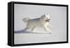 Samoyed in Snow, Ledyard, Connecticut, USA-Lynn M^ Stone-Framed Stretched Canvas