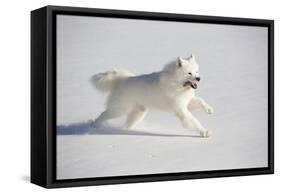 Samoyed in Snow, Ledyard, Connecticut, USA-Lynn M^ Stone-Framed Stretched Canvas