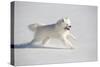 Samoyed in Snow, Ledyard, Connecticut, USA-Lynn M^ Stone-Stretched Canvas