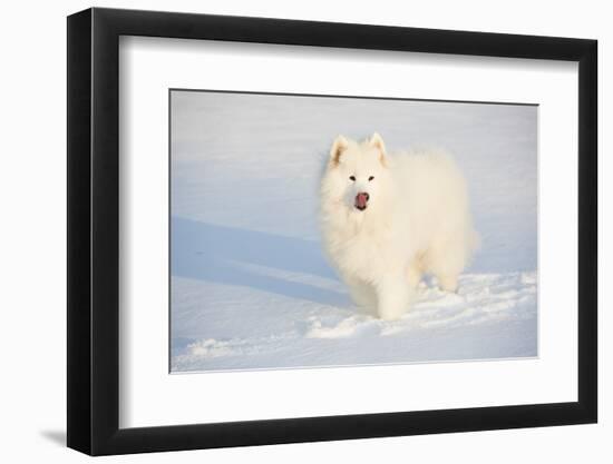 Samoyed in Snow, Ledyard, Connecticut, USA-Lynn M^ Stone-Framed Premium Photographic Print