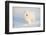 Samoyed in Snow, Ledyard, Connecticut, USA-Lynn M^ Stone-Framed Premium Photographic Print