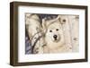 Samoyed in Snow, Ledyard, Connecticut, USA-Lynn M^ Stone-Framed Premium Photographic Print