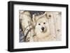 Samoyed in Snow, Ledyard, Connecticut, USA-Lynn M^ Stone-Framed Premium Photographic Print