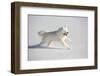 Samoyed in Snow, Ledyard, Connecticut, USA-Lynn M^ Stone-Framed Premium Photographic Print