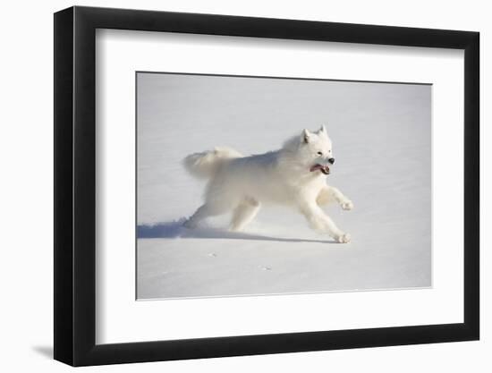 Samoyed in Snow, Ledyard, Connecticut, USA-Lynn M^ Stone-Framed Premium Photographic Print