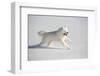 Samoyed in Snow, Ledyard, Connecticut, USA-Lynn M^ Stone-Framed Premium Photographic Print