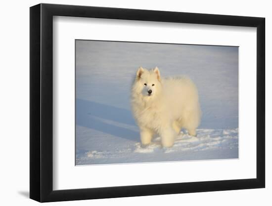 Samoyed in Snow, Ledyard, Connecticut, USA-Lynn M^ Stone-Framed Premium Photographic Print