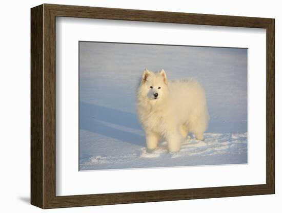 Samoyed in Snow, Ledyard, Connecticut, USA-Lynn M^ Stone-Framed Photographic Print