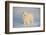 Samoyed in Snow, Ledyard, Connecticut, USA-Lynn M^ Stone-Framed Photographic Print