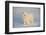 Samoyed in Snow, Ledyard, Connecticut, USA-Lynn M^ Stone-Framed Photographic Print