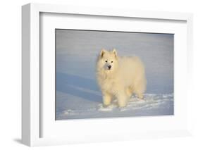 Samoyed in Snow, Ledyard, Connecticut, USA-Lynn M^ Stone-Framed Photographic Print