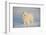 Samoyed in Snow, Ledyard, Connecticut, USA-Lynn M^ Stone-Framed Photographic Print