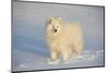 Samoyed in Snow, Ledyard, Connecticut, USA-Lynn M^ Stone-Mounted Photographic Print