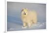 Samoyed in Snow, Ledyard, Connecticut, USA-Lynn M^ Stone-Framed Photographic Print