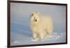 Samoyed in Snow, Ledyard, Connecticut, USA-Lynn M^ Stone-Framed Photographic Print