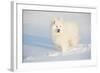 Samoyed in Snow, Ledyard, Connecticut, USA-Lynn M^ Stone-Framed Photographic Print