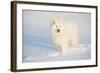 Samoyed in Snow, Ledyard, Connecticut, USA-Lynn M^ Stone-Framed Photographic Print