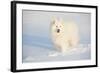 Samoyed in Snow, Ledyard, Connecticut, USA-Lynn M^ Stone-Framed Photographic Print