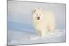 Samoyed in Snow, Ledyard, Connecticut, USA-Lynn M^ Stone-Mounted Photographic Print