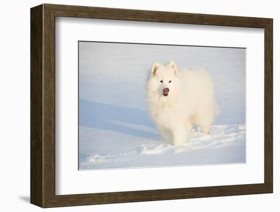 Samoyed in Snow, Ledyard, Connecticut, USA-Lynn M^ Stone-Framed Photographic Print