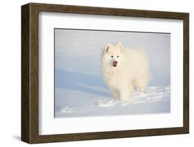 Samoyed in Snow, Ledyard, Connecticut, USA-Lynn M^ Stone-Framed Photographic Print