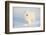 Samoyed in Snow, Ledyard, Connecticut, USA-Lynn M^ Stone-Framed Photographic Print