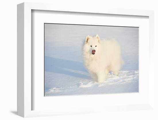 Samoyed in Snow, Ledyard, Connecticut, USA-Lynn M^ Stone-Framed Photographic Print