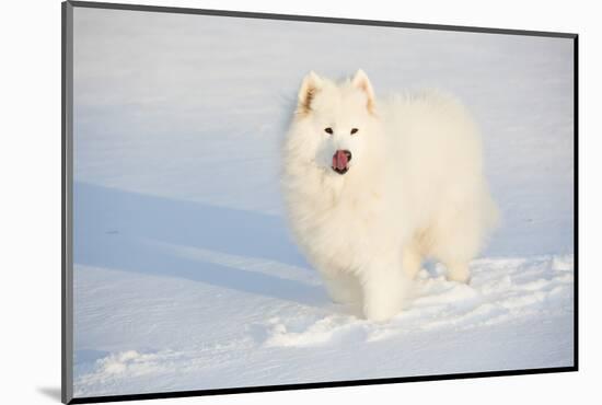 Samoyed in Snow, Ledyard, Connecticut, USA-Lynn M^ Stone-Mounted Photographic Print