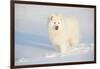 Samoyed in Snow, Ledyard, Connecticut, USA-Lynn M^ Stone-Framed Photographic Print