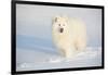 Samoyed in Snow, Ledyard, Connecticut, USA-Lynn M^ Stone-Framed Photographic Print