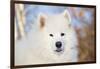 Samoyed in Snow, Ledyard, Connecticut, USA-Lynn M^ Stone-Framed Photographic Print