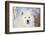 Samoyed in Snow, Ledyard, Connecticut, USA-Lynn M^ Stone-Framed Photographic Print