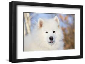 Samoyed in Snow, Ledyard, Connecticut, USA-Lynn M^ Stone-Framed Photographic Print