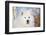 Samoyed in Snow, Ledyard, Connecticut, USA-Lynn M^ Stone-Framed Photographic Print