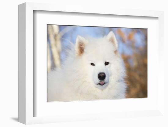 Samoyed in Snow, Ledyard, Connecticut, USA-Lynn M^ Stone-Framed Photographic Print