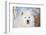 Samoyed in Snow, Ledyard, Connecticut, USA-Lynn M^ Stone-Framed Photographic Print