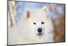 Samoyed in Snow, Ledyard, Connecticut, USA-Lynn M^ Stone-Mounted Photographic Print