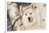 Samoyed in Snow, Ledyard, Connecticut, USA-Lynn M^ Stone-Framed Photographic Print