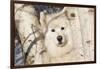 Samoyed in Snow, Ledyard, Connecticut, USA-Lynn M^ Stone-Framed Photographic Print