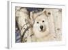 Samoyed in Snow, Ledyard, Connecticut, USA-Lynn M^ Stone-Framed Photographic Print