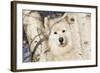 Samoyed in Snow, Ledyard, Connecticut, USA-Lynn M^ Stone-Framed Photographic Print